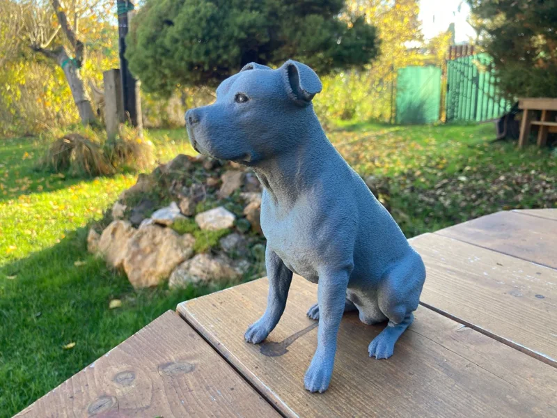Rocko - Americký staffordský terriér