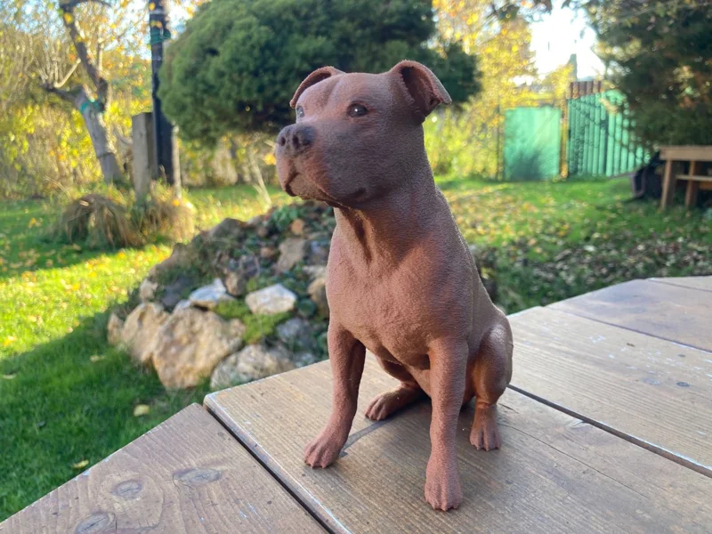 Eddie - Americký staffordský terriér