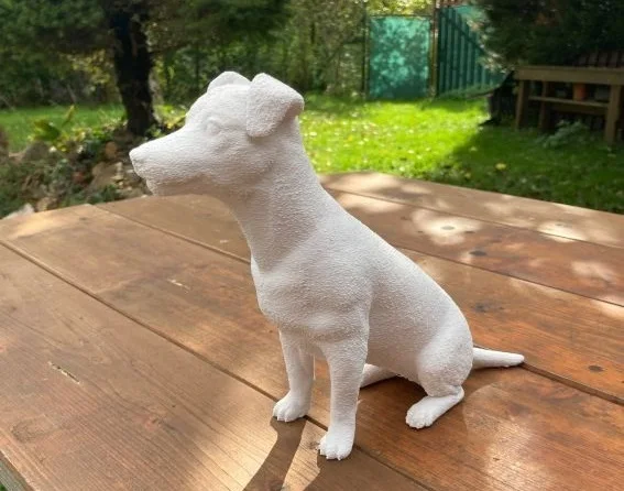 Rony - Jack Russel
